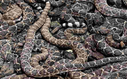 ایک شخص کے گیراج میں درجنوں خطرناک سانپ