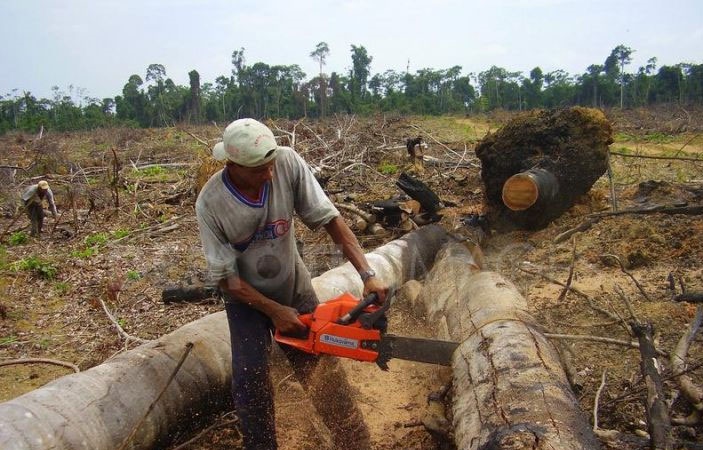 Deforestation proving destruction in Pakistan