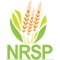 NRSP Microfinance Bank Limited