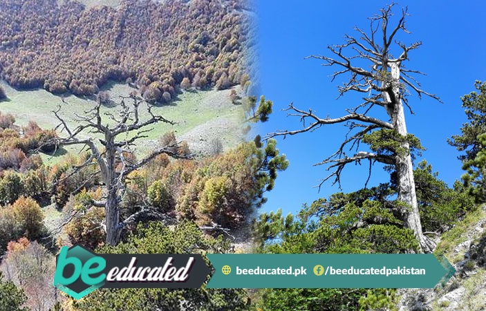 1230 Years Old Tree That Is Still Growing