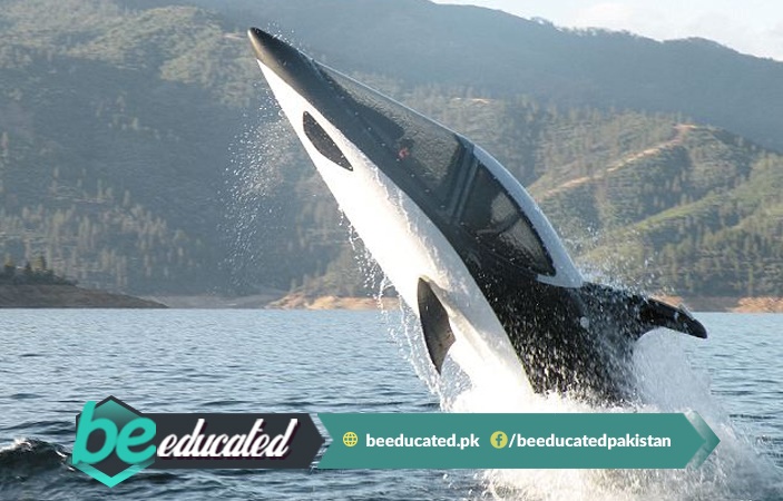 Amazing Whale Like Submerging Power Boat Seabreacher