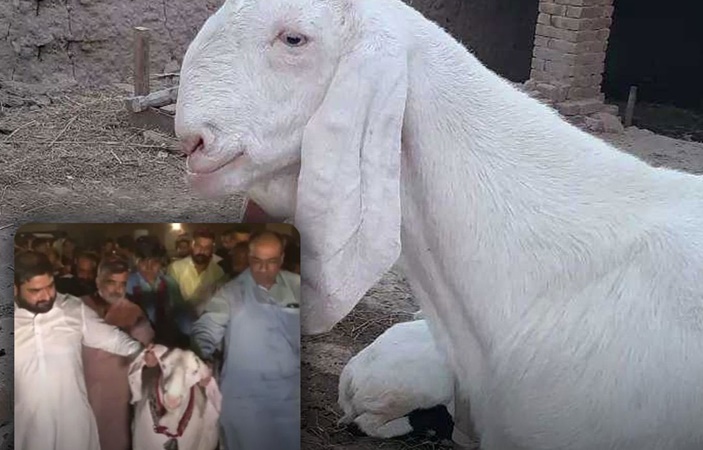 Gujranwala’s Goat Wins the Title of the Most Beautiful Goat in Pakistan